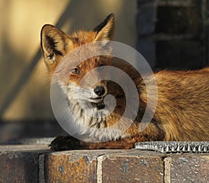 Young urban fox