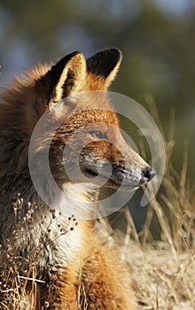 Young urban fox