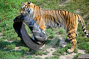 Young Ussurian Tiger Playing with Tire