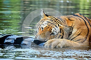 Young Ussurian Tiger Playing with Tire in Water