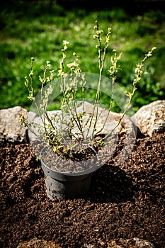 Young Vaccinium corymbosum plant standing in the soil, gardening and planting blueberry