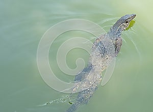 Young Varanus Salvator Swiming in The Water