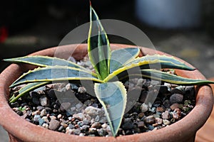 Young variegated agave americanca