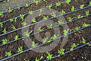 Young vegetable growing in glasshouse