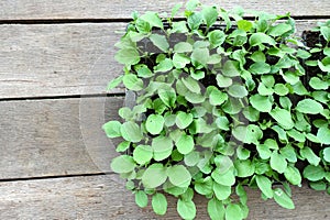 Young vegetable plant isolated on wooden texture background.