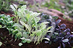 Young vegetable plants photo