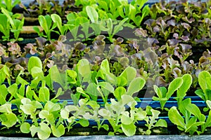 Young vegetables growing on water tray in control system, hydroponics