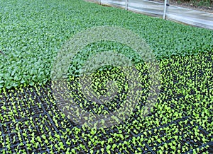 Young vegetables plants