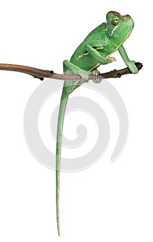 Young veiled chameleon, Chamaeleo calyptratus