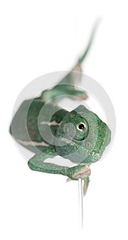 Young veiled chameleon, Chamaeleo calyptratus photo