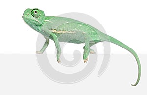 Young veiled chameleon, Chamaeleo calyptratus photo