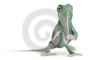 Young veiled chameleon, Chamaeleo calyptratus photo