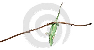 Young veiled chameleon, Chamaeleo calyptratus