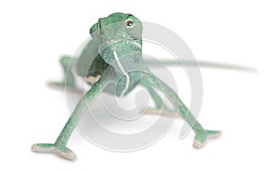 Young veiled chameleon, Chamaeleo calyptratus photo
