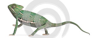 Young veiled chameleon, Chamaeleo calyptratus photo