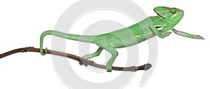 Young veiled chameleon, Chamaeleo calyptratus