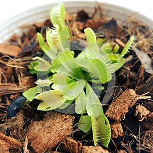 Young Venus flytrap or Dionaea muscipula are in white pot