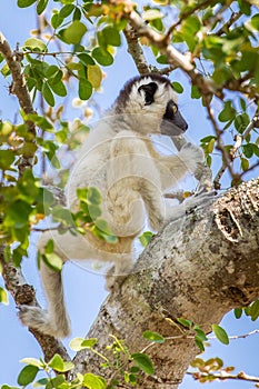 Young Verreaux`s Sifaka Lemur