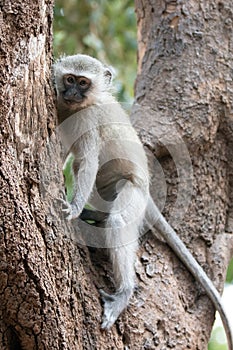 Young vervet monkey climbing in tree in Krueger National Park in South Africa photo