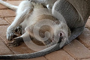 Young vervet monkey with mother in Krueger National Park in South Africa photo