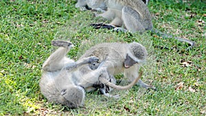 Young vervet monkeys playing