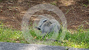 Young vervet monkeys playing