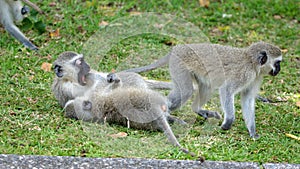 Young vervet monkeys playing