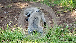 Young vervet monkeys playing