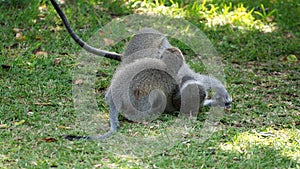 Young vervet monkeys playing