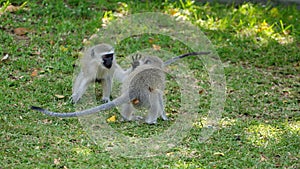 Young vervet monkeys playing