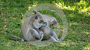 Young vervet monkeys playing