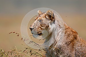 Young and very skinny lion male