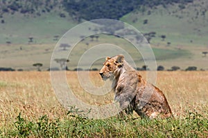 Young and very skinny lion male