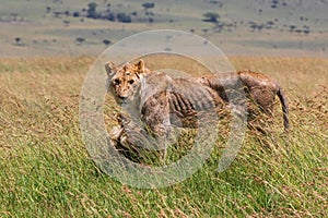 Young and very skinny lion male