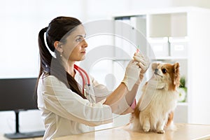 Young vet doctor giving vaccination injection to pet dog