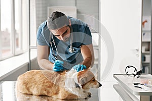 Young vet doctor with small flashlight examining skin of sick corgi dog