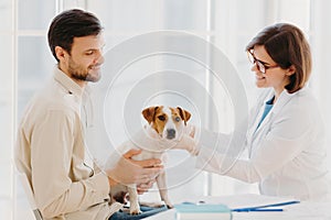 Young veteranian woman examines jack russel terrier dog, works in animal clinic, talks with male owner, pose indoor. Pedigree dog photo