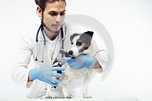 Young veterinarian doctor in blue gloves examine little cute dog jack russell isolated on white background, animal