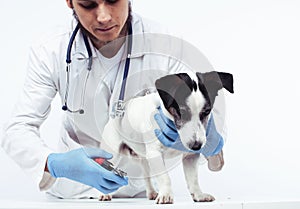 Young veterinarian doctor in blue gloves examine little cute dog jack russell isolated on white background, animal