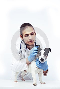 Young veterinarian doctor in blue gloves examine little cute dog jack russell isolated on white background, animal