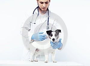 Young veterinarian doctor in blue gloves examine little cute dog jack russell isolated on white background, animal
