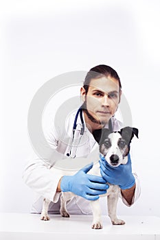 Young veterinarian doctor in blue gloves examine little cute dog jack russell isolated on white background, animal