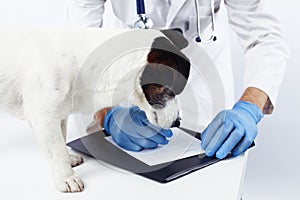 Young veterinarian doctor in blue gloves examine little cute dog jack russell isolated on white background, animal