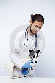 Young veterinarian doctor in blue gloves examine little cute dog jack russell isolated on white background, animal