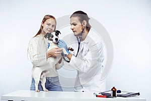 Young veterinarian doctor in blue gloves examine little cute dog jack russell isolated on white background with owner