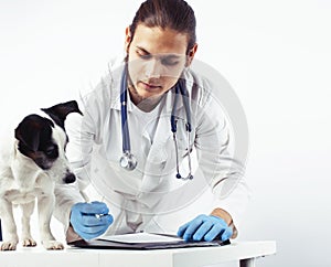 Young veterinarian doctor in blue gloves examine little cute dog jack russell  on white background, animal