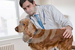 Young veterinarian doctor is examining a dog in vet clinic