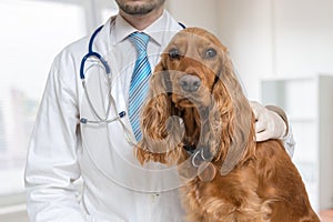 Young veterinarian doctor is examining a dog in vet clinic