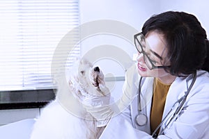 Young veterinarian examining mouth of dog