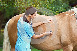 Young veterinarian examining palomino horse on sunny day